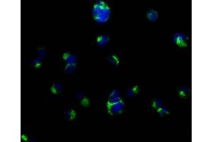 Immunofluorescence staining of MCF-7 cells with ABIN7147175 at 1:50, counter-stained with DAPI.