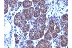 Formalin-fixed, paraffin-embedded human Pancreas stained with GLG1 Monoclonal Antibody (GLG1/970). (GLG1 anticorps)
