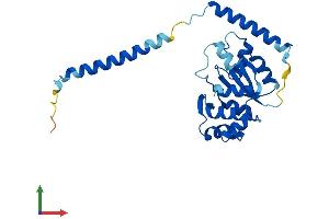 AlphaFold protein structure predicition of Mouse Recombinant Rpl7l1 Protein, UniprotID Q9D8M4
