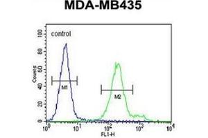 Flow cytometric analysis of MDA-MB435 cells using OR6V1 Antibody (C-term) Cat. (OR6V1 anticorps  (C-Term))
