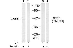 Image no. 2 for anti-cAMP Responsive Element Binding Protein 1 (CREB1) (pSer129) antibody (ABIN197039) (CREB1 anticorps  (pSer129))