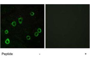 Immunofluorescence analysis of LoVo cells, using ADORA2A polyclonal antibody . (Adenosine A2a Receptor anticorps)