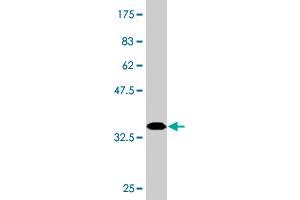 Western Blot detection against Immunogen (36.
