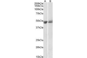 ABIN2613477 (0. (PEDF anticorps  (Internal Region))