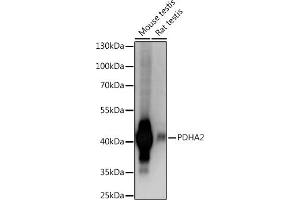Western blot analysis of extracts of various cell lines, using PDH Rabbit pAb (ABIN7269771) at 1:1000 dilution. (PDHA2 anticorps  (C-Term))