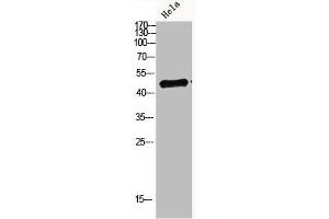 Western blot analysis of hela Cell Lysate, antibody was diluted at 1:1000. (IRF3 anticorps  (AA 1268-1341))