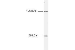 anti-Nuclear Factor kappa B p50 (NFkB p50) (N-Term) antibody
