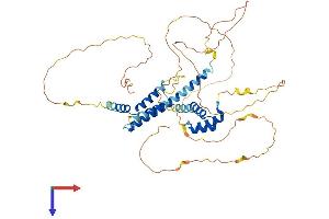 AlphaFold protein structure predicition of Human Recombinant MEIS2 Protein, UniprotID O14770