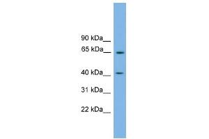 WB Suggested Anti-PLEKHO1 Antibody Titration:  0. (PLEKHO1 anticorps  (N-Term))