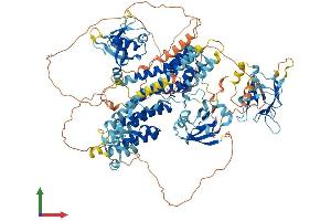 AlphaFold protein structure predicition of Human Recombinant RADIL Protein, UniprotID Q96JH8
