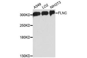 Western blot analysis of extracts of various cell lines, using FLNC antibody. (FLNC anticorps  (AA 2160-2340))