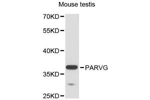Western blot analysis of extracts of mouse testis, using PARVG antibody (ABIN6291182) at 1:3000 dilution. (PARVG anticorps)