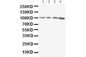 Anti-RIAM antibody, Western blotting Lane 1: Rat Thymus Tissue Lysate Lane 2: Rat Spleen Tissue Lysate Lane 3: Rat RAJI Tissue Lysate Lane 4: HL-60 Cell Lysate