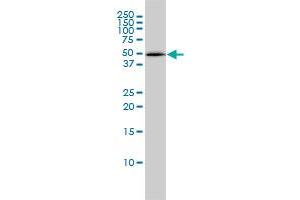 PSMC4 monoclonal antibody (M01), clone 3G8 Western Blot analysis of PSMC4 expression in HepG2 .