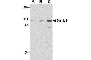 Western blot analysis of Grik1 in P815 cell lysate with AP30380PU-N Grik1 antibody at (A) 0. (GRIK1 anticorps  (C-Term))