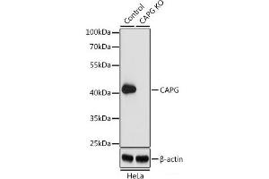 Western blot analysis of extracts from normal (control) and CAPG knockout (KO) HeLa cells using CAPG Polyclonal Antibody at dilution of 1:1000. (CAPG anticorps)