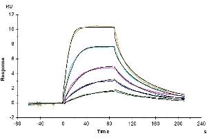 Human IL-11R alpha, His Tag immobilized on CM5 Chip can bind Human IL-11, His Tag with an affinity constant of 1.