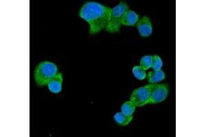 IF analysis of UBAP2L using anti-UBAP2L antibody (ABIN7601038).