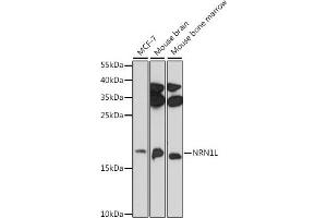 Western blot analysis of extracts of various cell lines, using NRN1L antibody (ABIN7268861) at 1:1000 dilution. (Neuritin 1-Like anticorps)