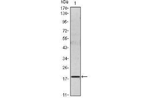 Western Blot showing IL6 antibody used against IL6 recombinant protein. (IL-6 anticorps)
