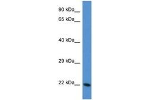 Transgelin 3 抗体  (AA 55-104)