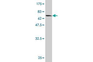 Western Blot detection against Immunogen (65.