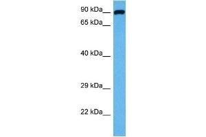 Host:  Mouse  Target Name:  DAG1  Sample Tissue:  Mouse Liver  Antibody Dilution:  1ug/ml