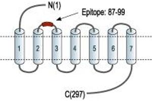 Representative domain view of the target of ABIN7885132.