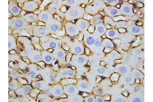 Anti-Annexin V antibody, IHC(P) IHC(P): Rat Liver Tissue (Annexin V anticorps  (Middle Region))