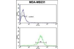 PEA-15 Antibody (C-term) (ABIN652463 and ABIN2842315) flow cytometric analysis of MDA-M cells (bottom histogram) compared to a negative control cell (top histogram). (PEA15 anticorps  (C-Term))