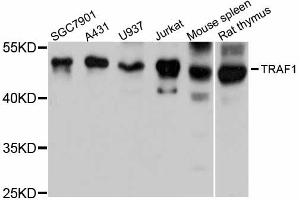 Western blot analysis of extracts of various cell lines, using TRAF1 antibody (ABIN1875190) at 1:3000 dilution. (TRAF1 anticorps)