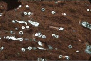 Immunofluorescence staining of rabbit cerebellum.