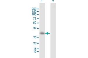 Western Blot analysis of RGS20 expression in transfected 293T cell line by RGS20 MaxPab polyclonal antibody.