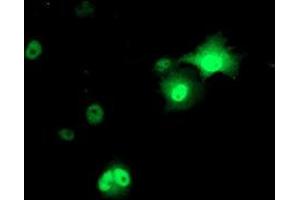 Immunofluorescence (IF) image for anti-Adaptor-Related Protein Complex 2, mu 1 Subunit (AP2M1) (AA 97-383) antibody (ABIN1491719) (AP2M1 anticorps  (AA 97-383))
