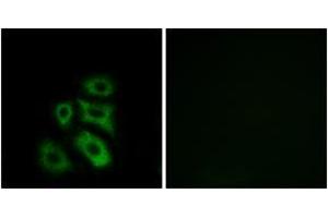 Immunofluorescence (IF) image for anti-CAP-GLY Domain Containing Linker Protein 3 (CLIP3) (AA 361-410) antibody (ABIN2890180) (CLIP3 anticorps  (AA 361-410))