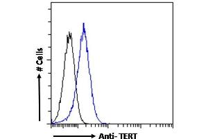 anti-Telomerase Reverse Transcriptase (TERT) (AA 597-611) antibody