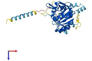 AlphaFold protein structure predicition of Mouse Recombinant C1galt1c1 Protein, UniprotID Q9JMG2