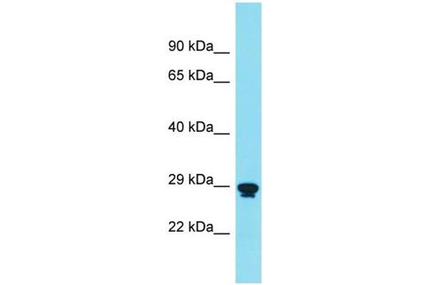 RNF151 antibody  (Middle Region)