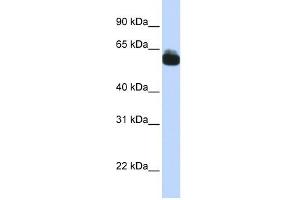 FZD9 antibody used at 1 ug/ml to detect target protein. (FZD9 anticorps)