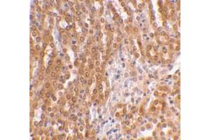 Immunohistochemical staining of mouse kidney tissue with TICAM2 polyclonal antibody  at 2 ug/mL dilution. (TICAM2 anticorps  (C-Term))