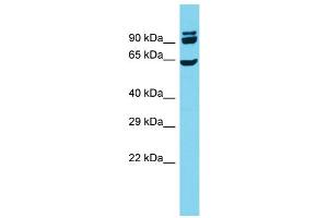 Host: Rabbit  Target Name: Cdc23  Sample Tissue: Rat Testis lysates  Antibody Dilution: 1. (CDC23 anticorps  (N-Term))