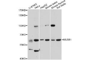 Western blot analysis of extracts of various cell lines, using MUS81 antibody (ABIN5995485) at 1:3000 dilution. (MUS81 anticorps)