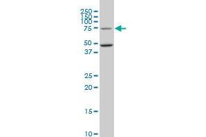 HSGT1 monoclonal antibody (M02), clone 1E5. (ECD/SGT1 anticorps  (AA 1-644))