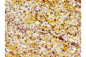 Immunohistochemistry of paraffin-embedded human adrenal gland tissue using ABIN7158300 at dilution of 1:100 (LTA4H anticorps  (AA 107-311))