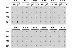 Dot-blot analysis of all sorts of methylation peptides using Symmetric DiMethyl-Histone H3-R2 antibody.