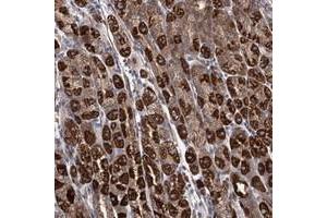 Immunohistochemical staining of human stomach with SUCLA2 polyclonal antibody  shows cytoplasmic positivity in glandular cells. (SUCLA2 anticorps)
