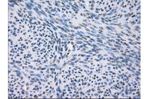 Immunohistochemical staining of paraffin-embedded pancreas tissue using anti-FCGR2A mouse monoclonal antibody. (FCGR2A anticorps)