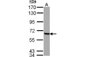 Western Blotting (WB) image for anti-Fem-1 Homolog C (FEM1C) (AA 1-228) antibody (ABIN1498244) (FEM1C anticorps  (AA 1-228))