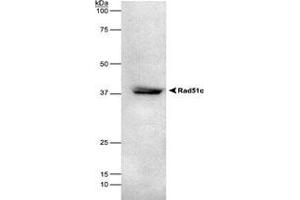 RAD51C detected in HEK293 lysate using RAD51C monoclonal antibody, clone 2H11/6 . (RAD51C anticorps)