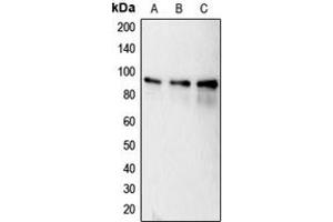 Western blot analysis of Calnexin (pS583) expression in MCF7 (A), HeLa (B), MDAMB231 (C) whole cell lysates. (Calnexin anticorps  (C-Term, pSer583))